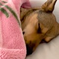 『病院に注射行くよ…