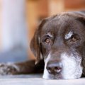 犬が亡くなる直前に…