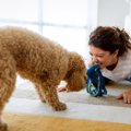 犬が『散歩に行きた…