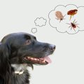 マダニ駆虫薬は犬の…