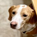 犬が『音』を恐がる…