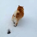 雪が積もったので、…