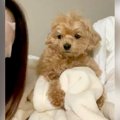 犬の目の前で『パッ…