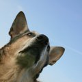 奇跡の犬 ～ペネロー…