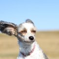 強風の日に犬の散歩…