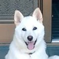 玄関先で『番犬』を…
