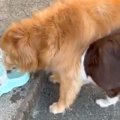 大型犬が水を飲んで…