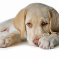 犬が『キュンキュン…