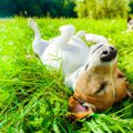 愛犬に日光浴をさせ…