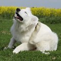 犬にノミが寄生した…