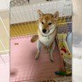 「何か違う…」通常の…