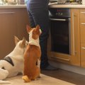 犬が『ご飯ちょうだ…