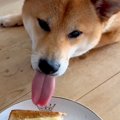 食パンを食べていた…