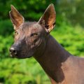 ショロ（Xolo）って…