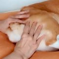 犬のおしりを『スク…