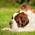 超大型犬５選！愛ら…