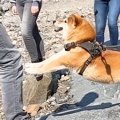 カナダで散歩する2匹…