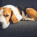 愛犬を苦しめている…