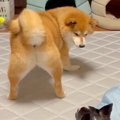 ケンカしている2匹の…