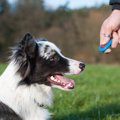 犬の「ポジティブト…