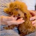 『犬が苦手なおばあ…