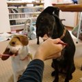 面白かわいい！これ…