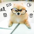 これから飼う犬種の…