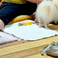 旦那の実家に犬を預…