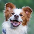 犬が『興味津々』に…