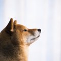 犬は鼻(嗅覚)で時間…