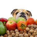 犬に食べさせてはい…