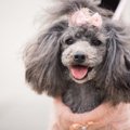 保護犬のいるカフェ…