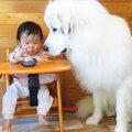 超大型犬が赤ちゃん…