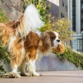 散歩中の犬のおしっ…