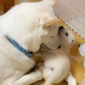 母と兄で子犬をお世…