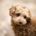 犬が感じやすいスト…
