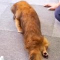 ヘルニアで両後ろ足…