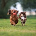 犬同士の『友情』っ…