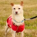 友人から『子犬にす…