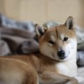 犬があなたに冷たい…