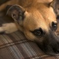 犬の胃捻転の正しい知識～症状から治療法まで～