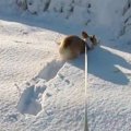 犬が積もった雪にジ…