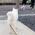 登校中の小学生に出…