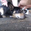 車に轢かれ道端に倒…