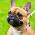 犬が遊んでいる最中…