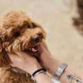 犬に幸せを与える『…
