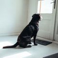 犬が飼い主のことを…