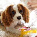 飼いやすいと言われ…