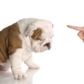 犬のモチベーション…