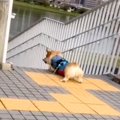 『仲が悪い夫と愛犬…